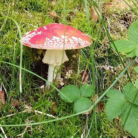 6 Person In Hadsund-by Traum Tatil Evi Øster Hurup